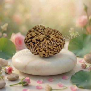 Twelve (12) Mukhi Rudraksha - Indonesian