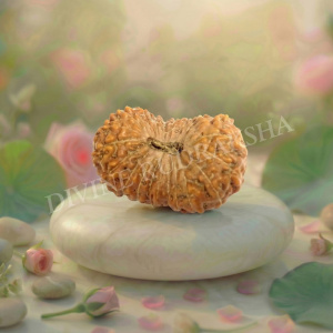 Twenty One (21) Mukhi Rudraksha - Indonesian