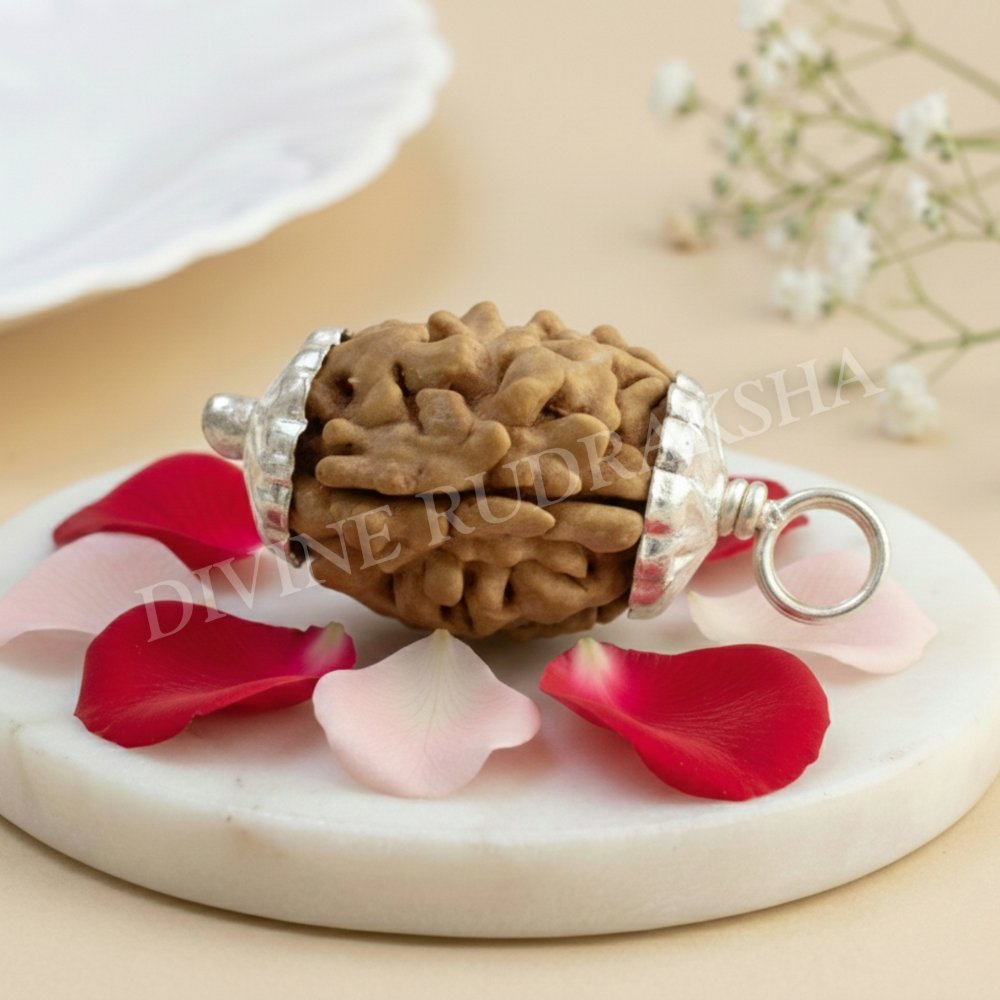 Two (2) Mukhi Rudraksha - Indian