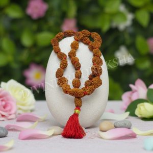 Two (2) Mukhi Rudraksha Mala - Indian