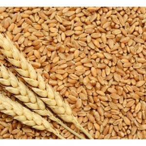 Image of Wheat - Sharbati
