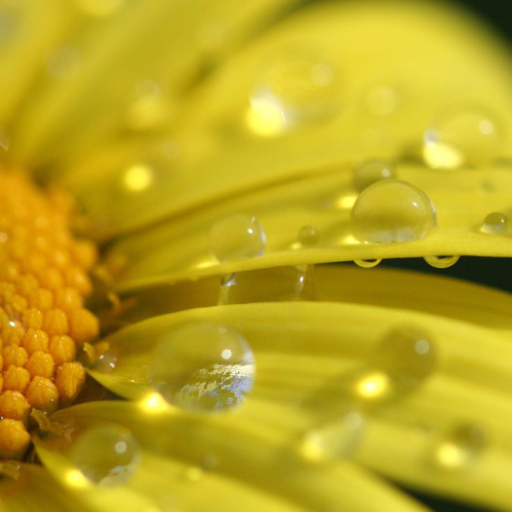 Sunflower oil