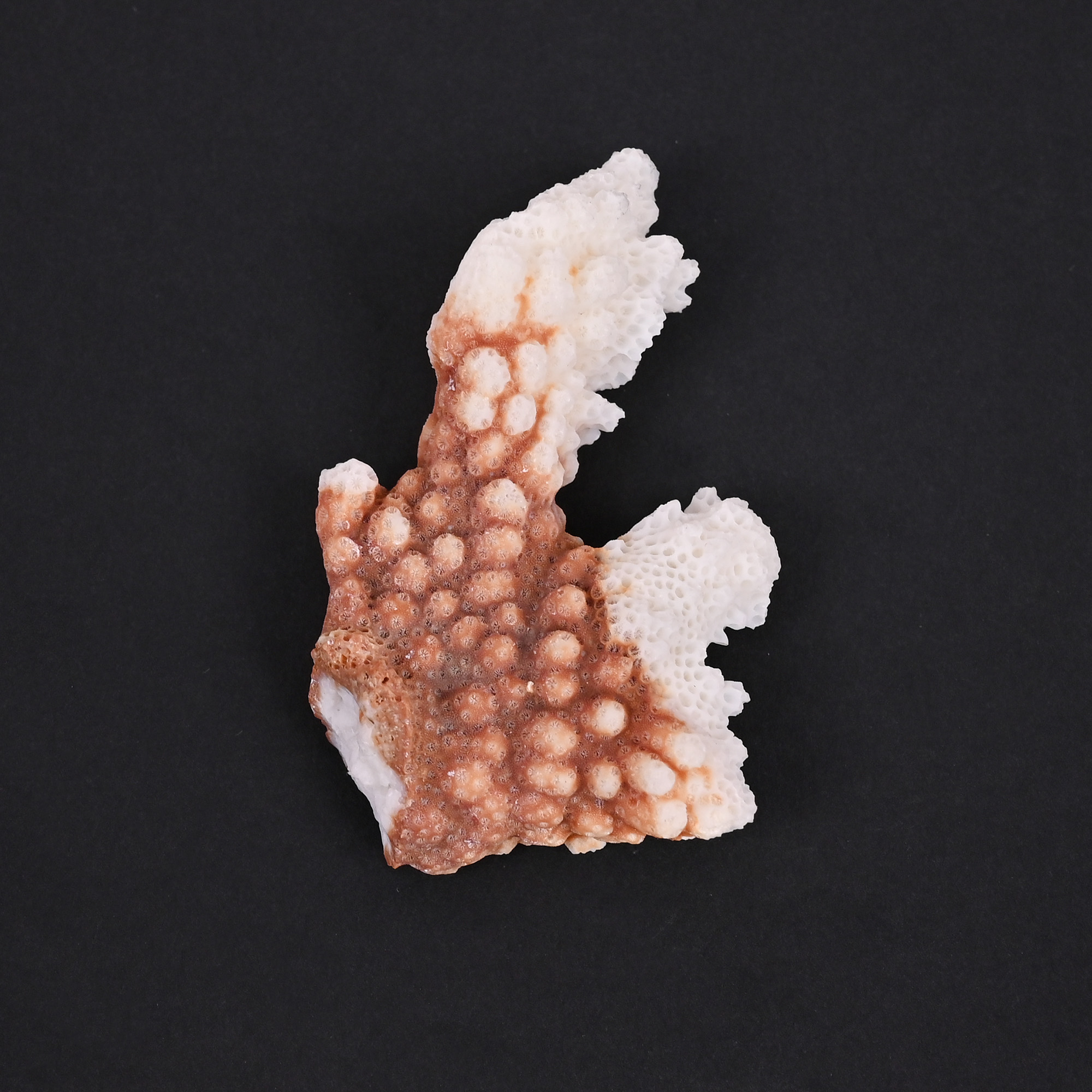 Natural White Coral Loose Gemstone 1166 Carat Irregular 63x37 mm Raw Stone for Jewelry Making 1 Pcs