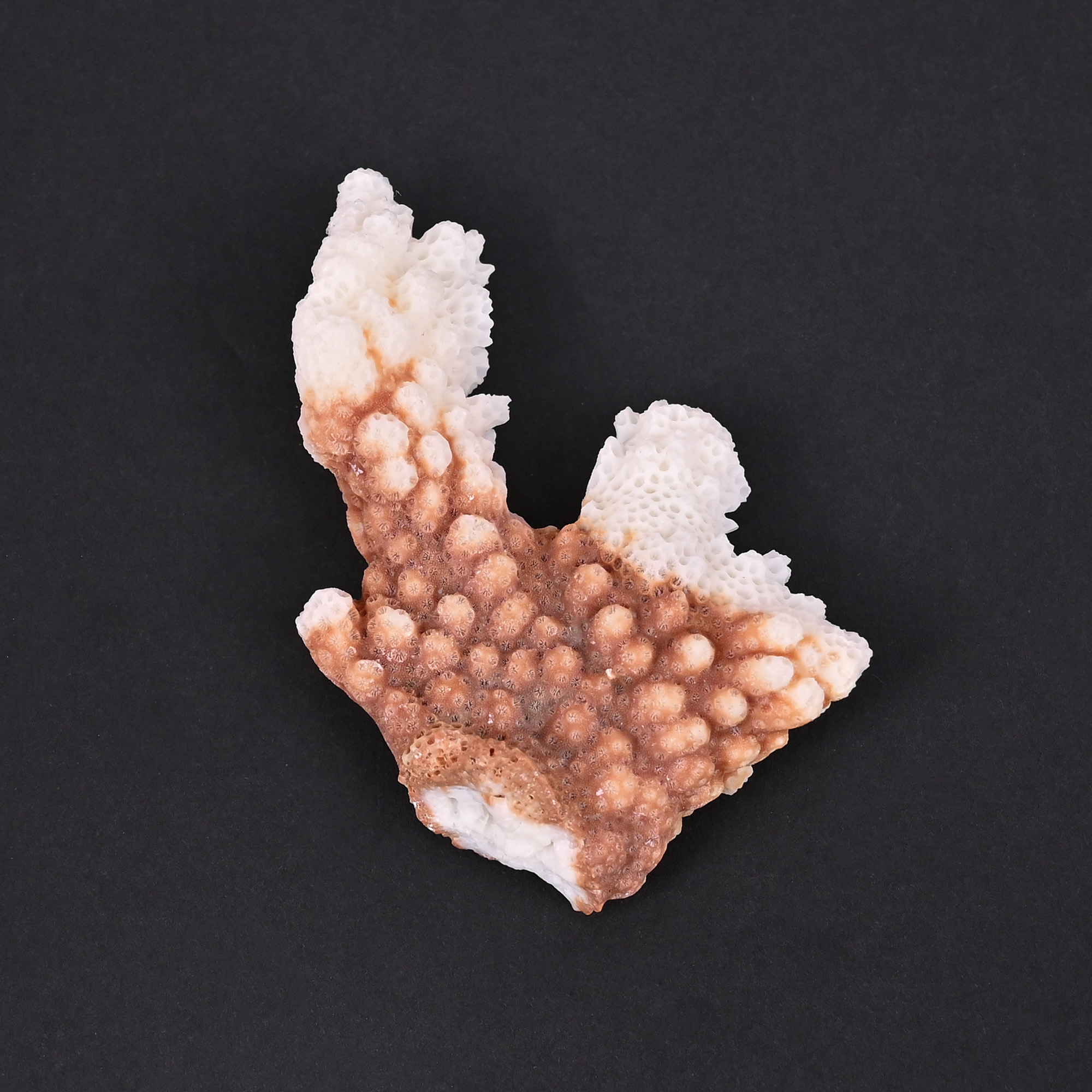 Natural White Coral Loose Gemstone 1166 Carat Irregular 63x37 mm Raw Stone for Jewelry Making 1 Pcs