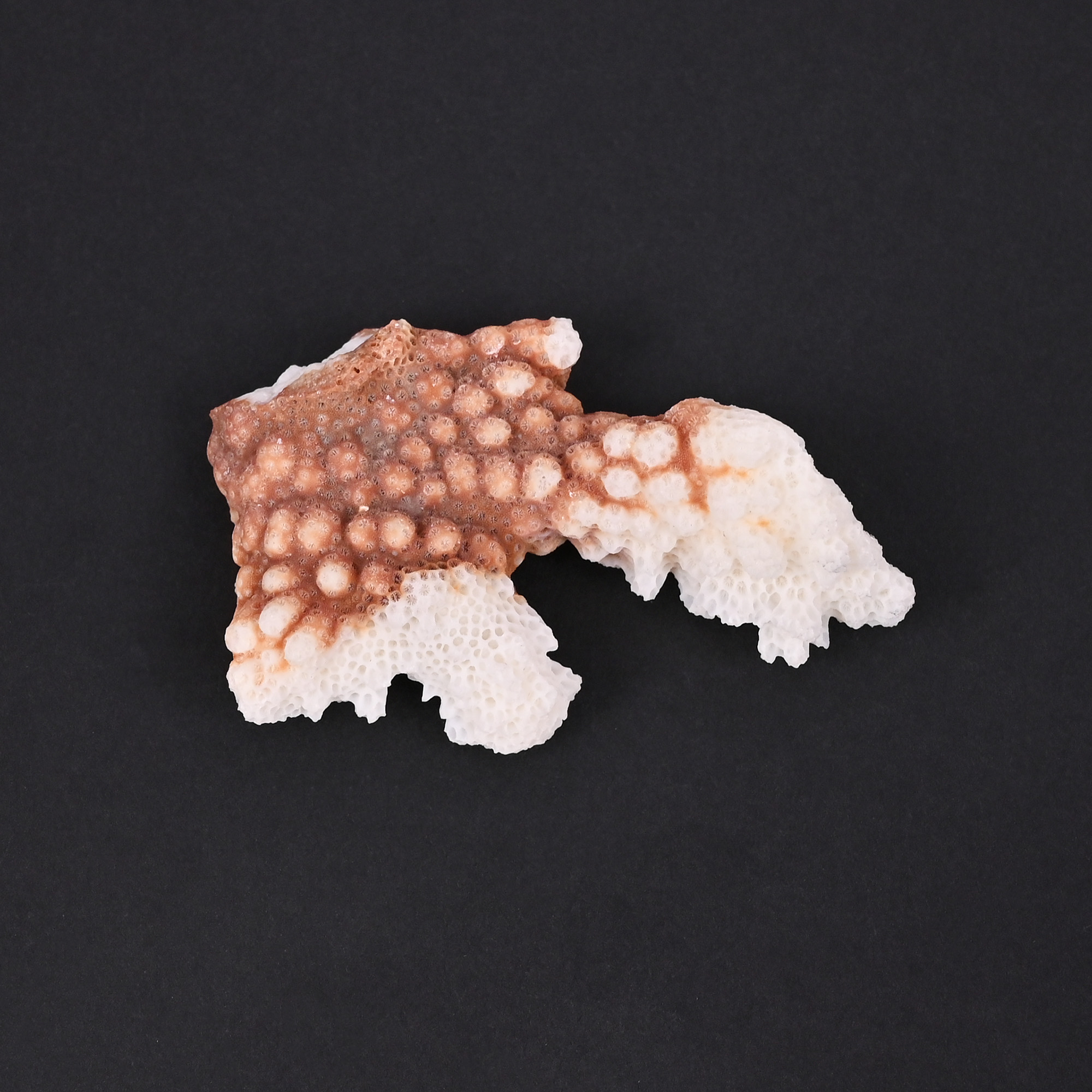 Natural White Coral Loose Gemstone 1166 Carat Irregular 63x37 mm Raw Stone for Jewelry Making 1 Pcs