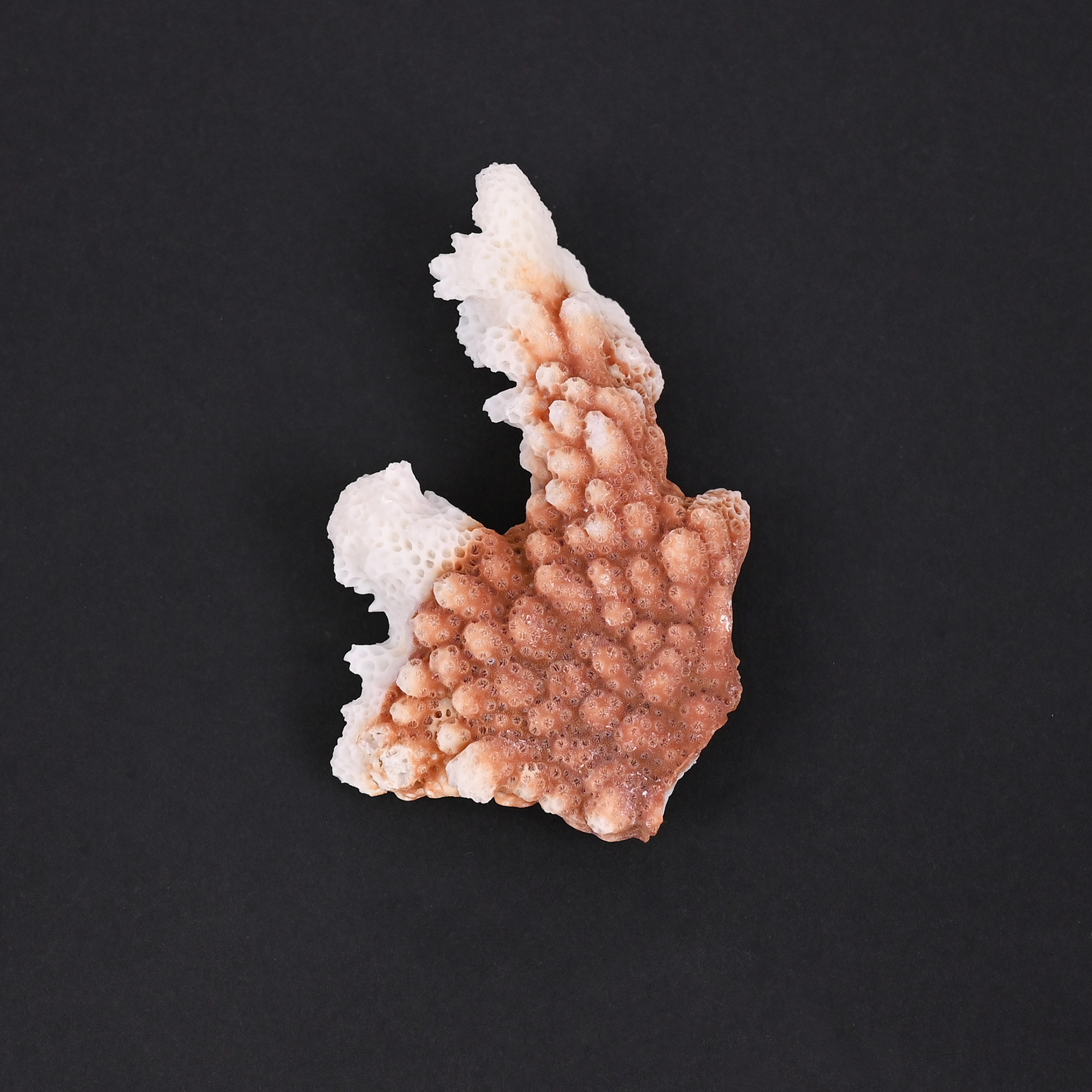 Natural White Coral Loose Gemstone 1166 Carat Irregular 63x37 mm Raw Stone for Jewelry Making 1 Pcs
