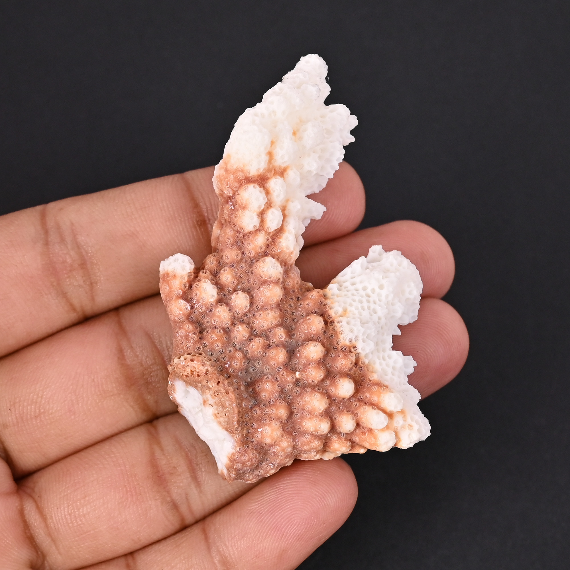 Natural White Coral Loose Gemstone 1166 Carat Irregular 63x37 mm Raw Stone for Jewelry Making  1 Pcs