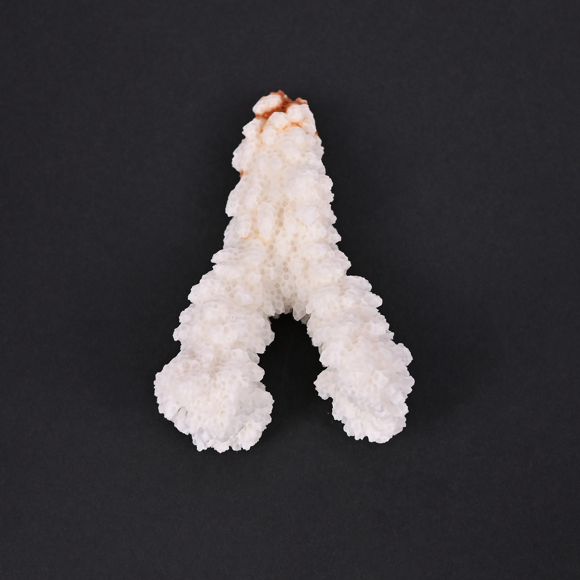 Natural White Coral Loose Gemstone 124 Carat Irregular 64x39 mm Raw Stone for Jewelry Making 1 Pcs