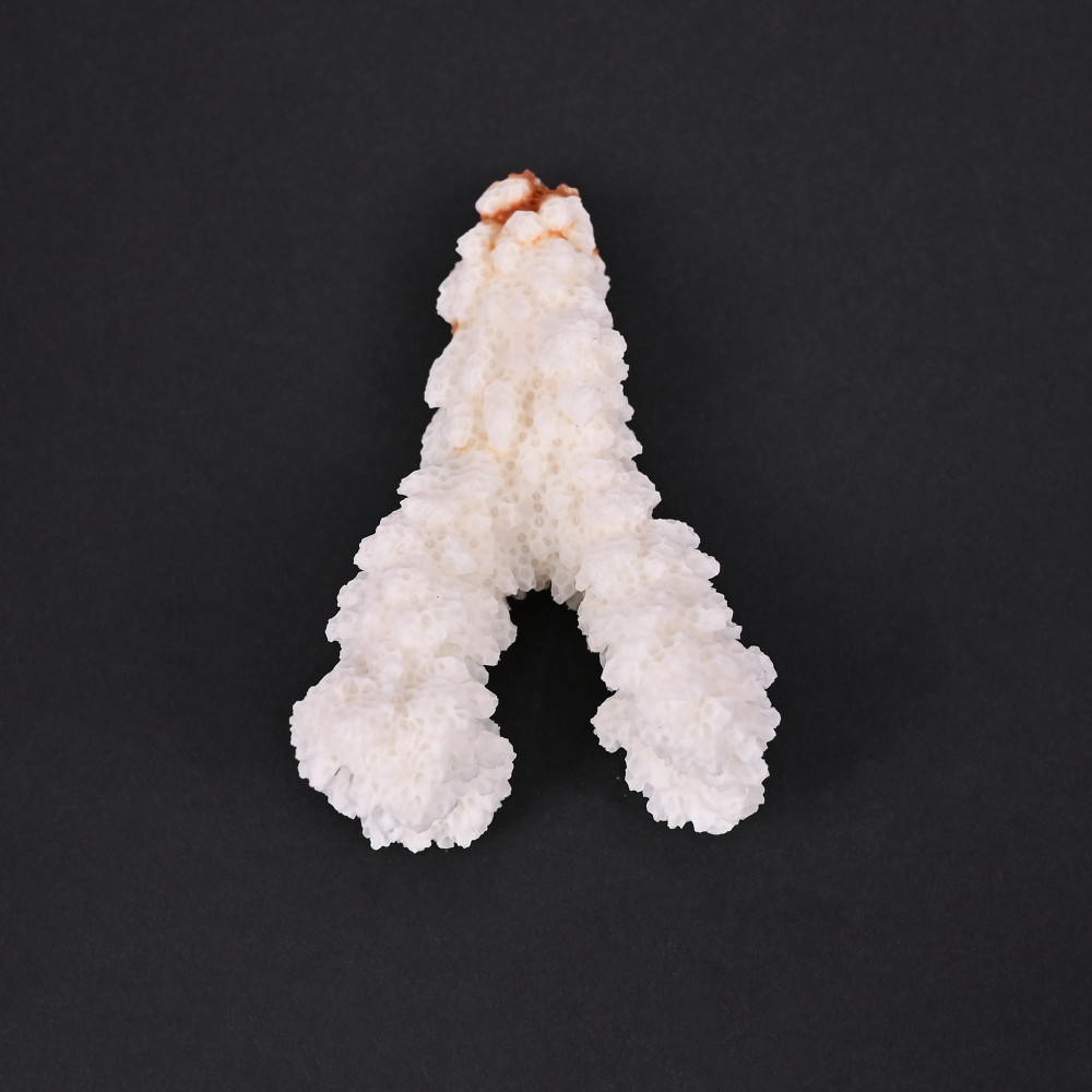 Image of Natural White Coral Loose Gemstone 124 Carat Irregular 64x39 mm Raw Stone for Jewelry Making | 1 Pcs