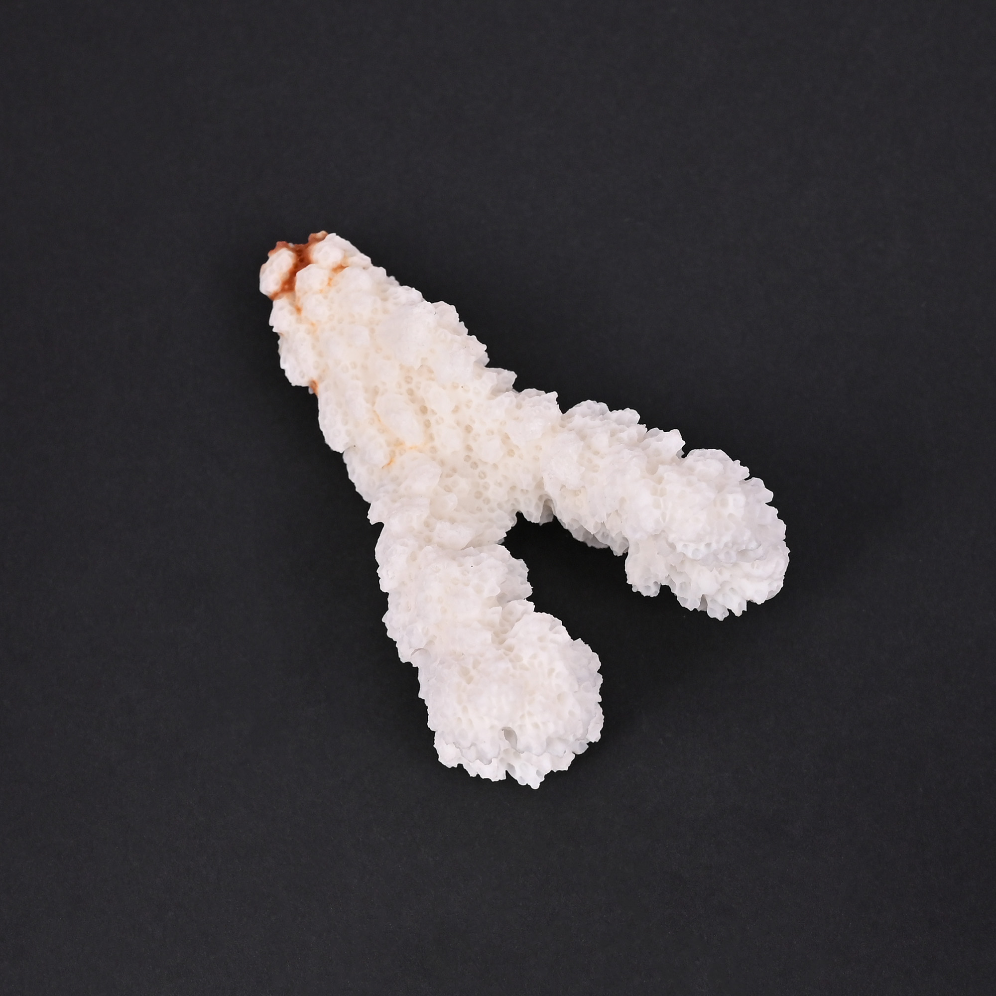 Natural White Coral Loose Gemstone 124 Carat Irregular 64x39 mm Raw Stone for Jewelry Making  1 Pcs