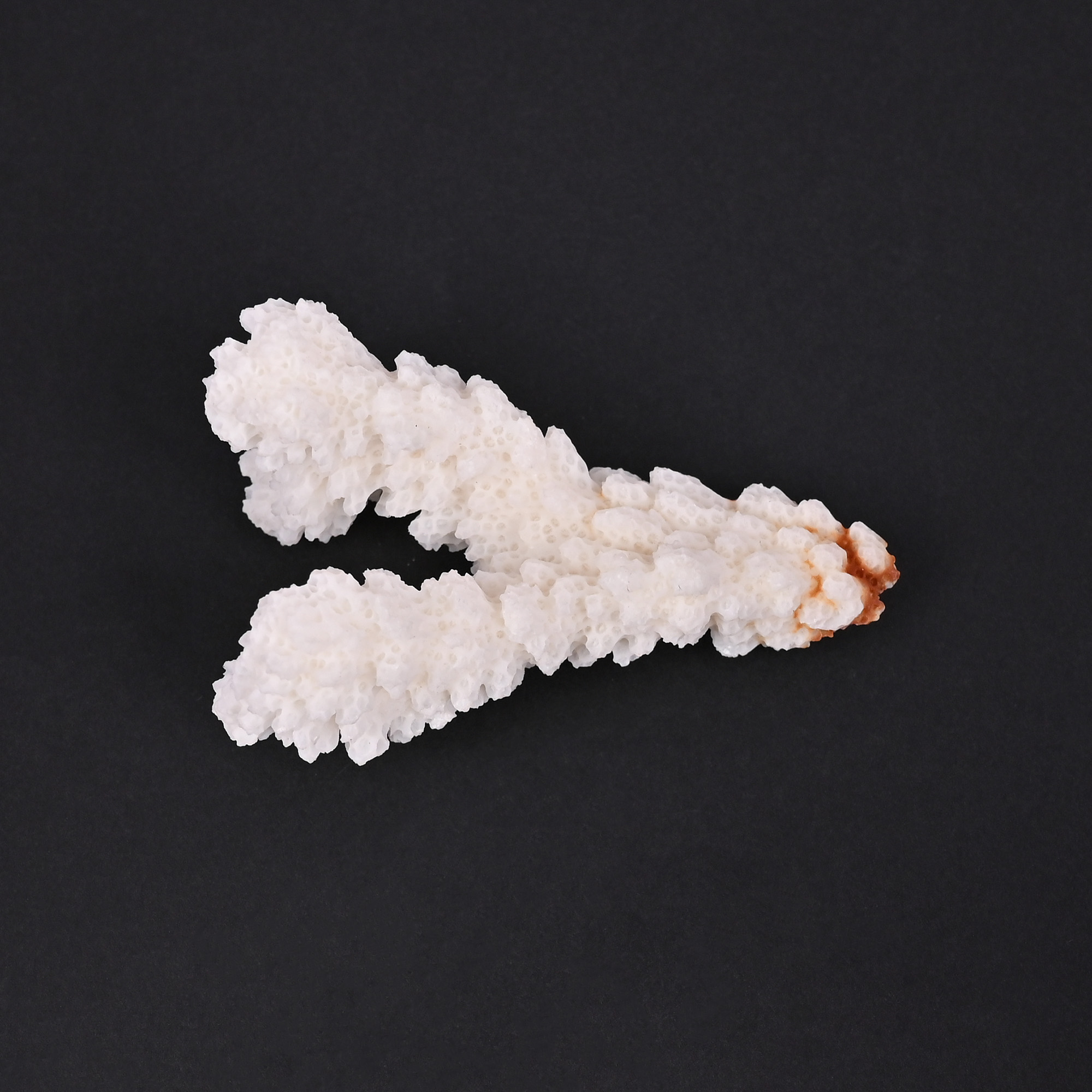 Natural White Coral Loose Gemstone 124 Carat Irregular 64x39 mm Raw Stone for Jewelry Making  1 Pcs
