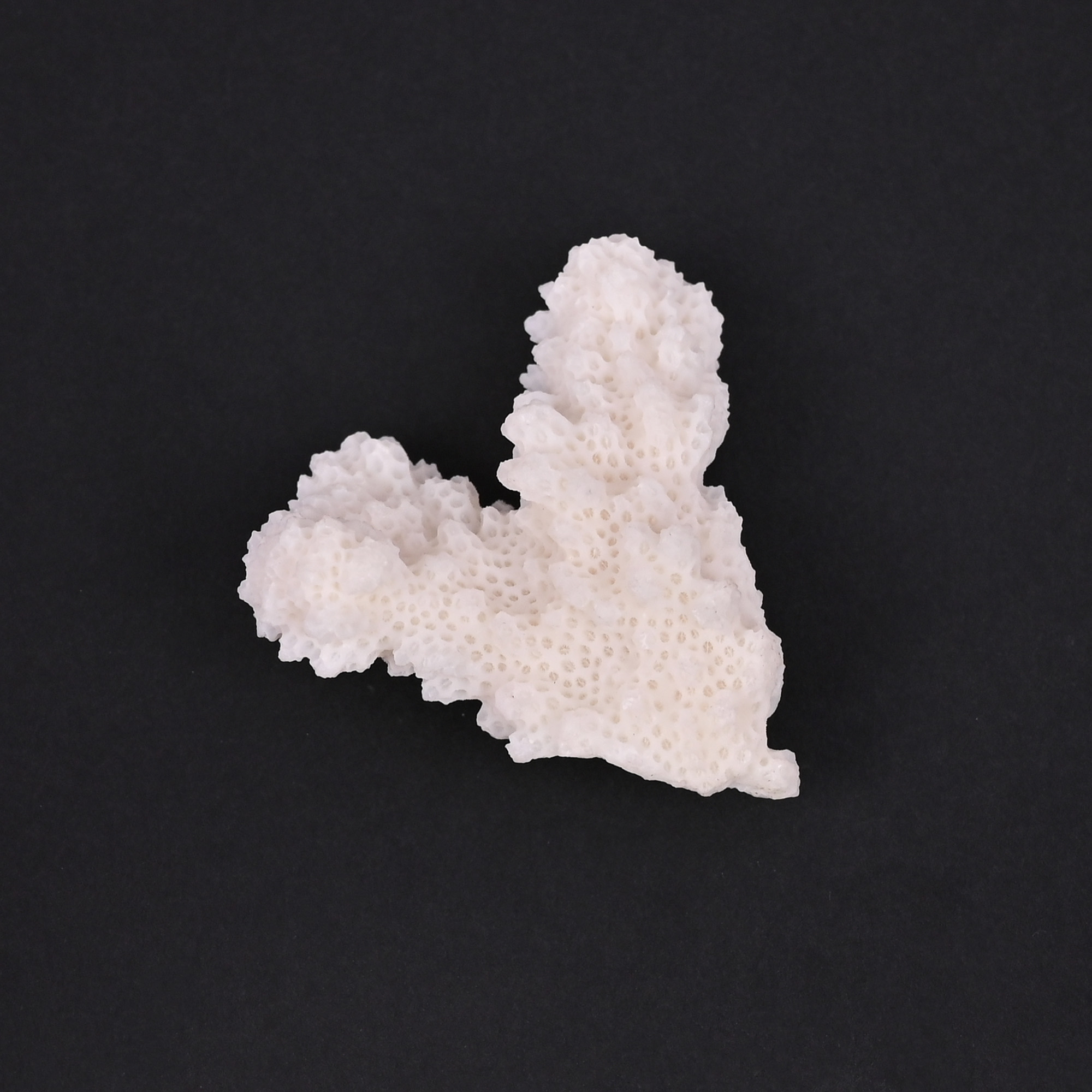 Natural White Coral Loose Gemstone 858 Carat Irregular 45x37 mm Raw Stone for Jewelry Making 1 Pcs