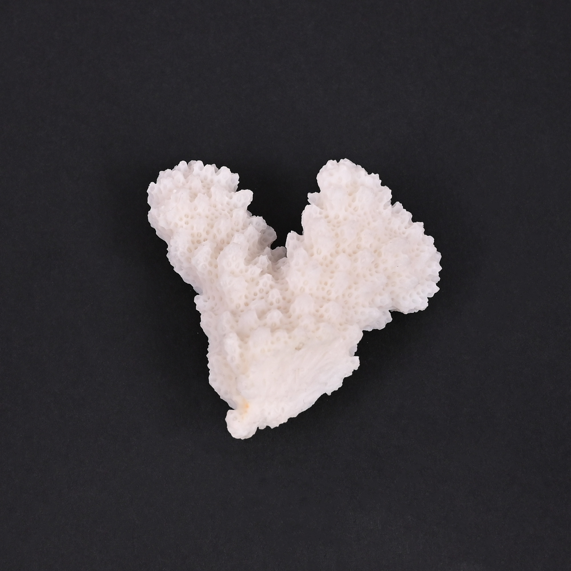 Natural White Coral Loose Gemstone 858 Carat Irregular 45x37 mm Raw Stone for Jewelry Making 1 Pcs