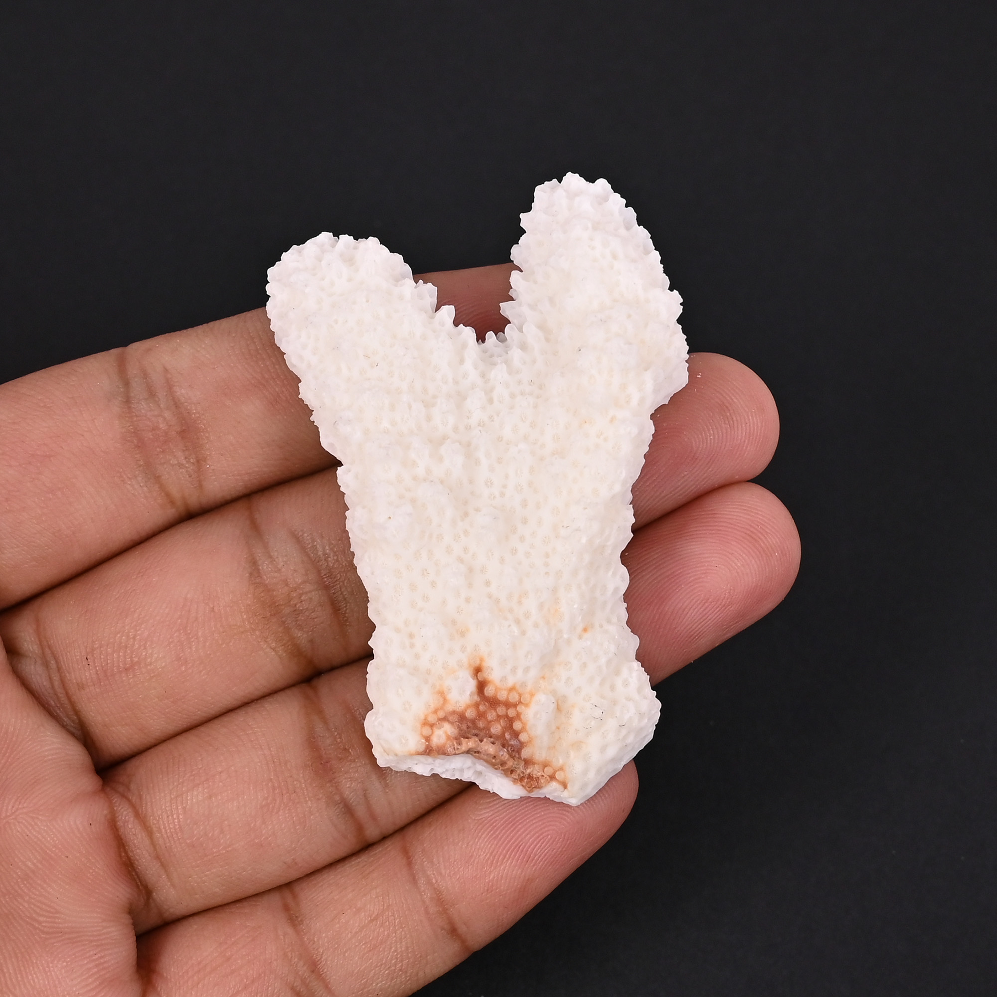 Natural White Coral Loose Gemstone 1085 Carat Irregular 60x36 mm Raw Stone for Jewelry Making 1 Pcs