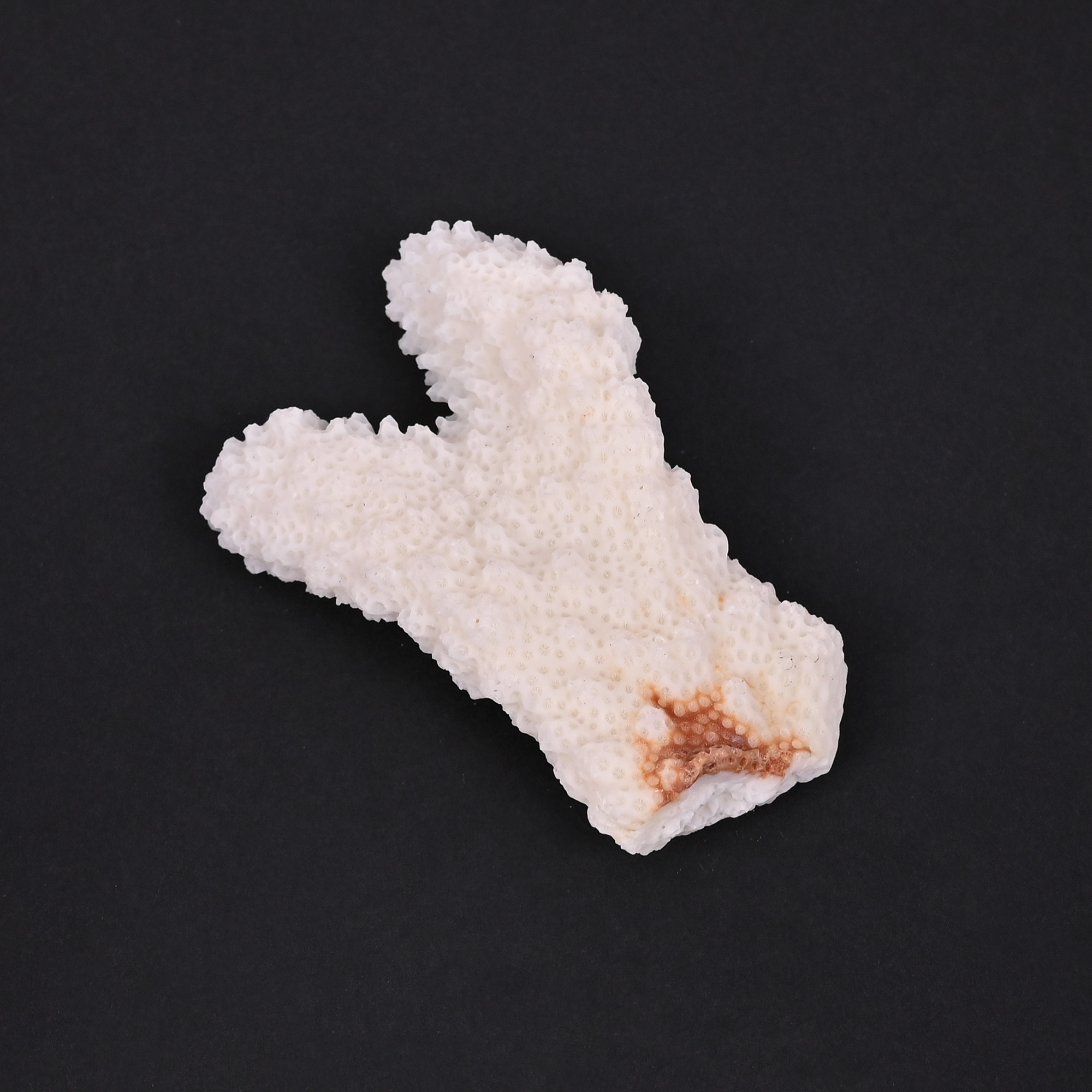 Natural White Coral Loose Gemstone 1085 Carat Irregular 60x36 mm Raw Stone for Jewelry Making  1 Pcs
