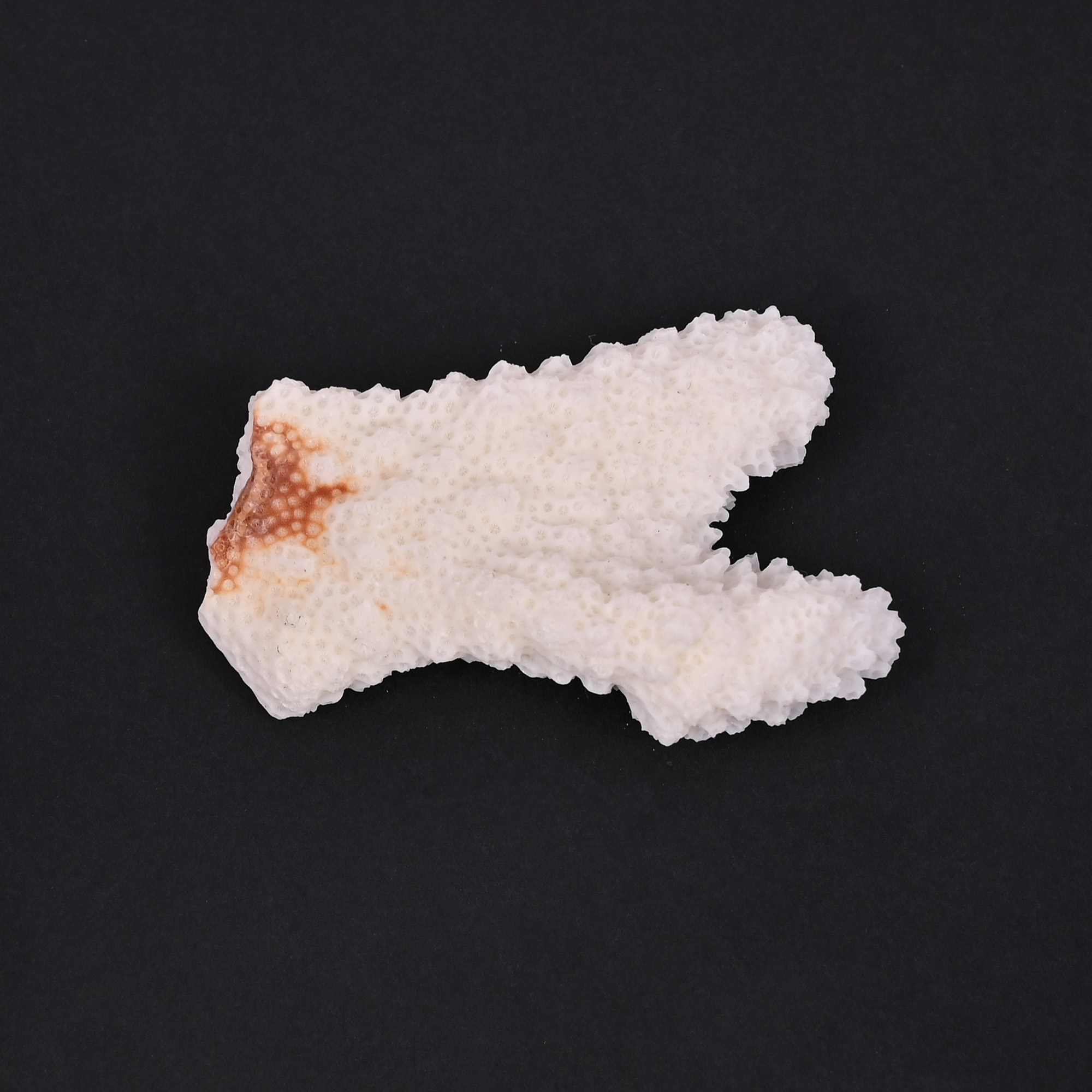 Natural White Coral Loose Gemstone 1085 Carat Irregular 60x36 mm Raw Stone for Jewelry Making  1 Pcs