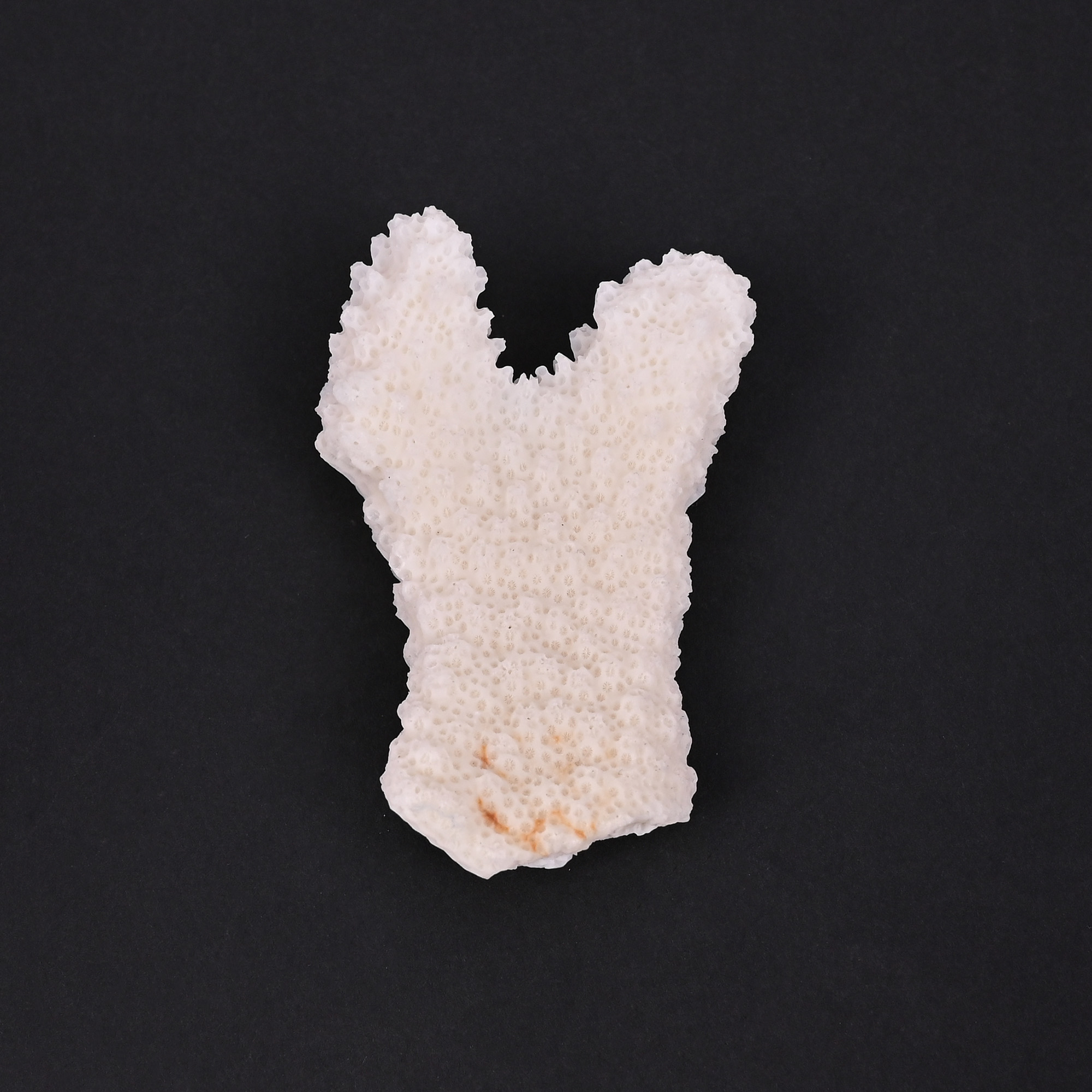 Natural White Coral Loose Gemstone 1085 Carat Irregular 60x36 mm Raw Stone for Jewelry Making 1 Pcs