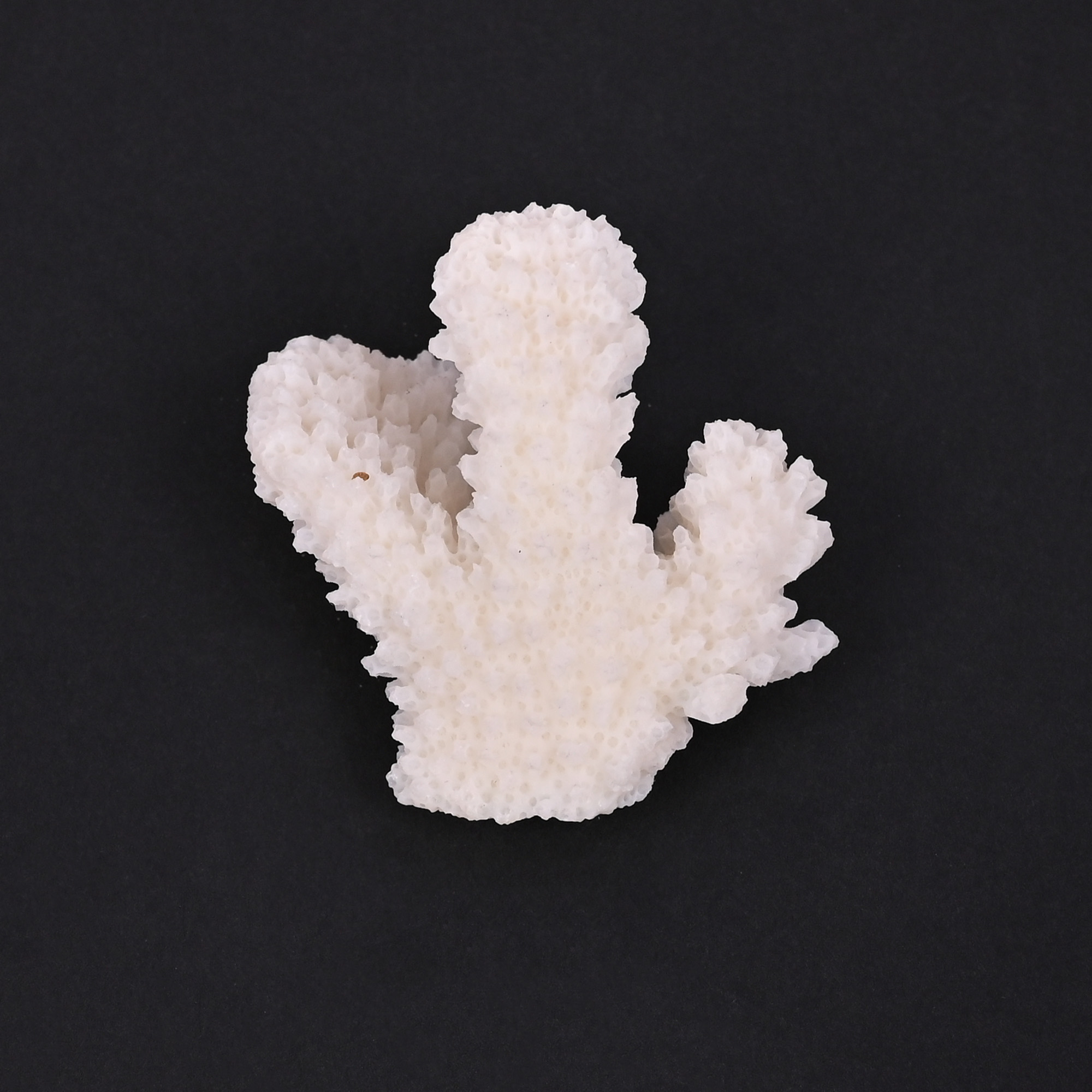 Natural White Coral Loose Gemstone 100 Carat Irregular 47x32 mm Raw Stone for Jewelry Making 1 Pcs