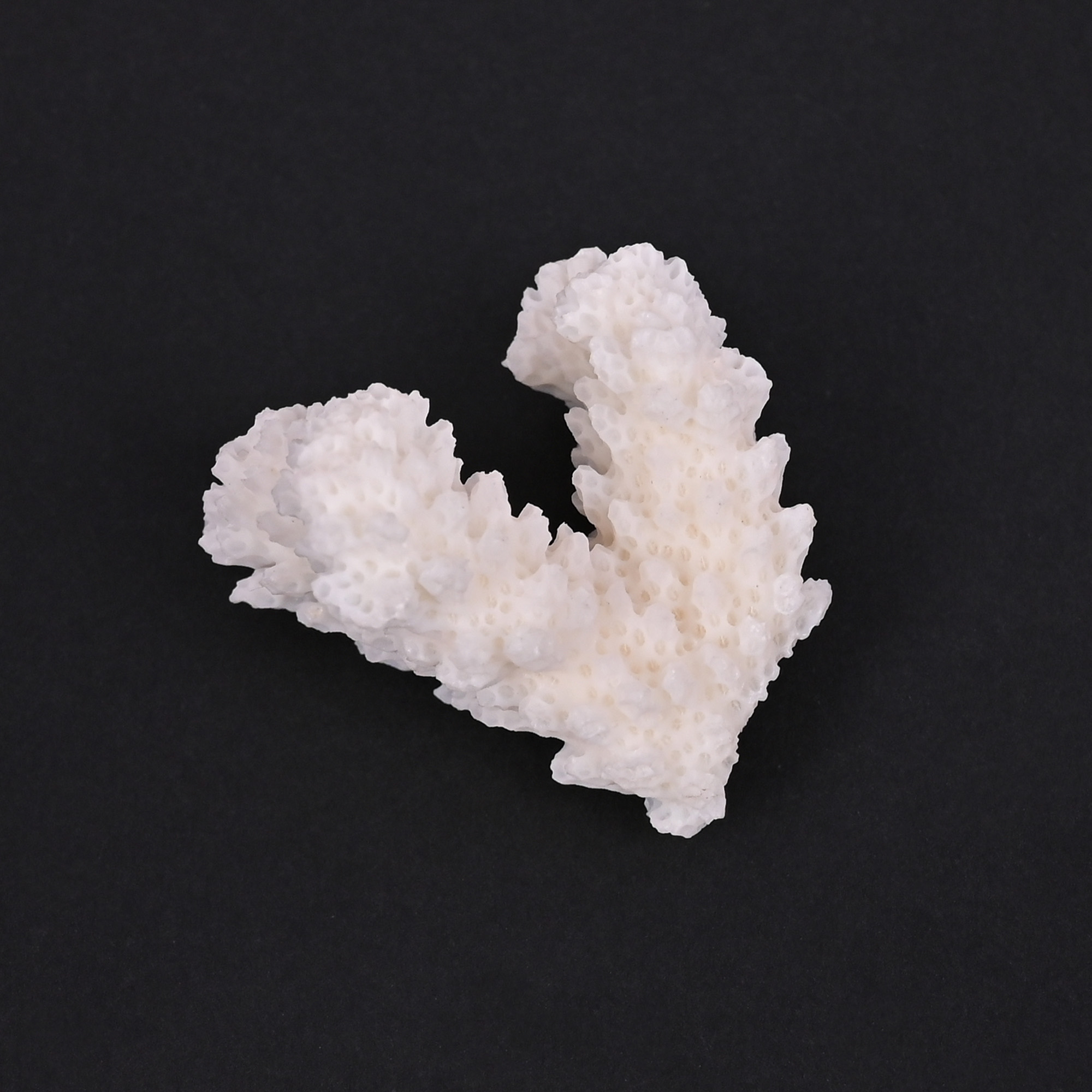 Natural White Coral Loose Gemstone 753 Carat Irregular 39x34 mm Raw Stone for Jewelry Making 1 Pcs