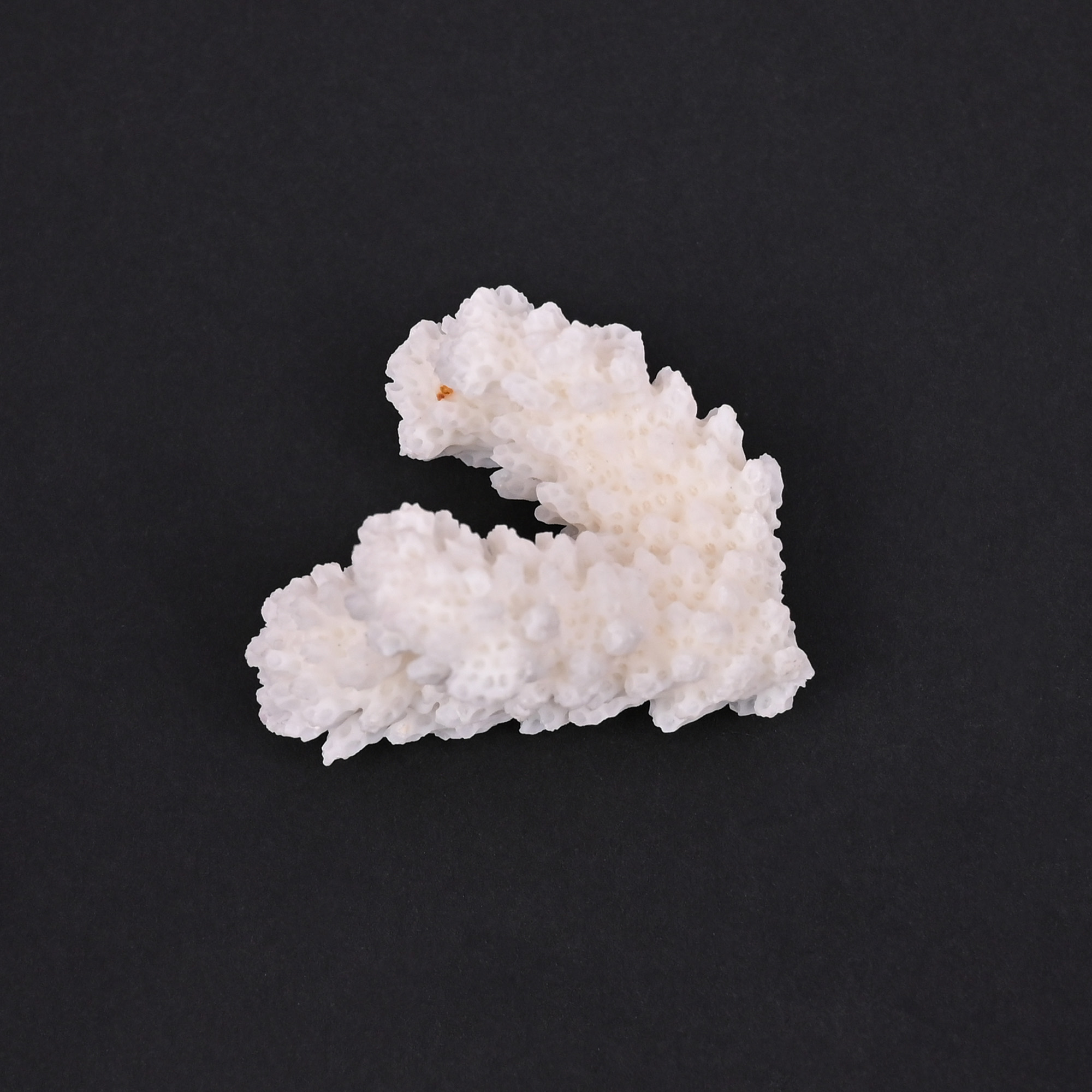 Natural White Coral Loose Gemstone 753 Carat Irregular 39x34 mm Raw Stone for Jewelry Making 1 Pcs