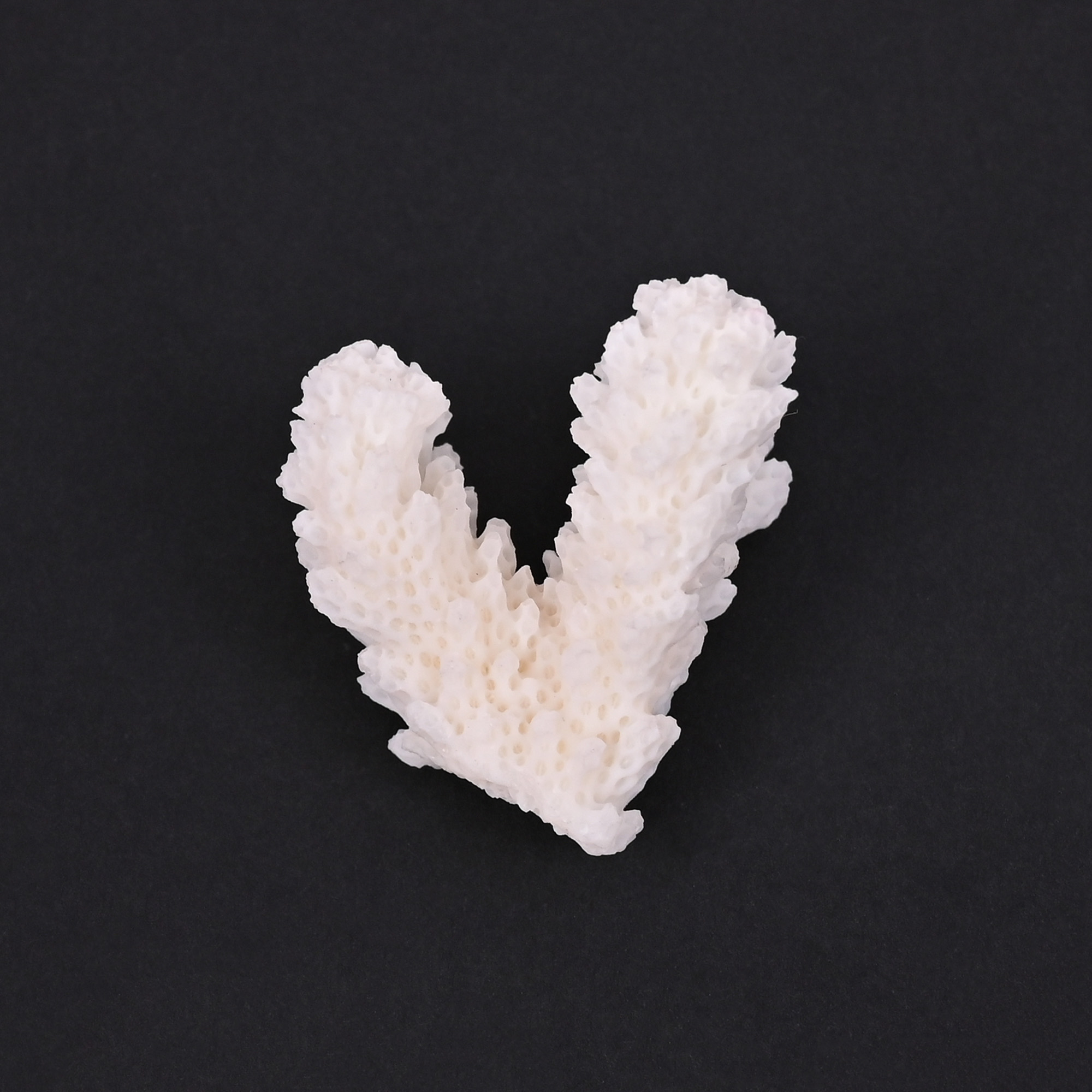 Natural White Coral Loose Gemstone 753 Carat Irregular 39x34 mm Raw Stone for Jewelry Making  1 Pcs