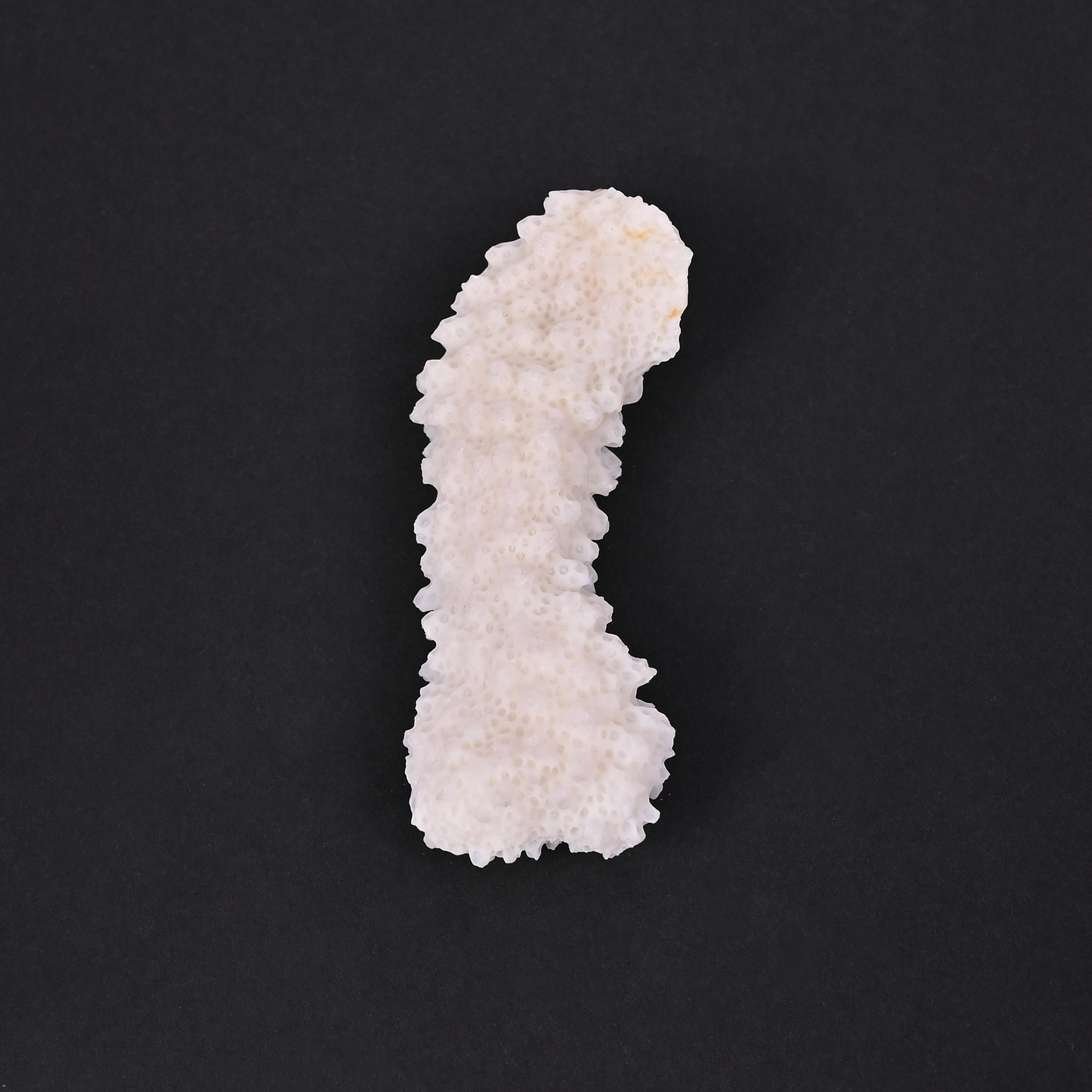 Natural White Coral Loose Gemstone 792 Carat Irregular 60x23 mm Raw Stone for Jewelry Making  1 Pcs