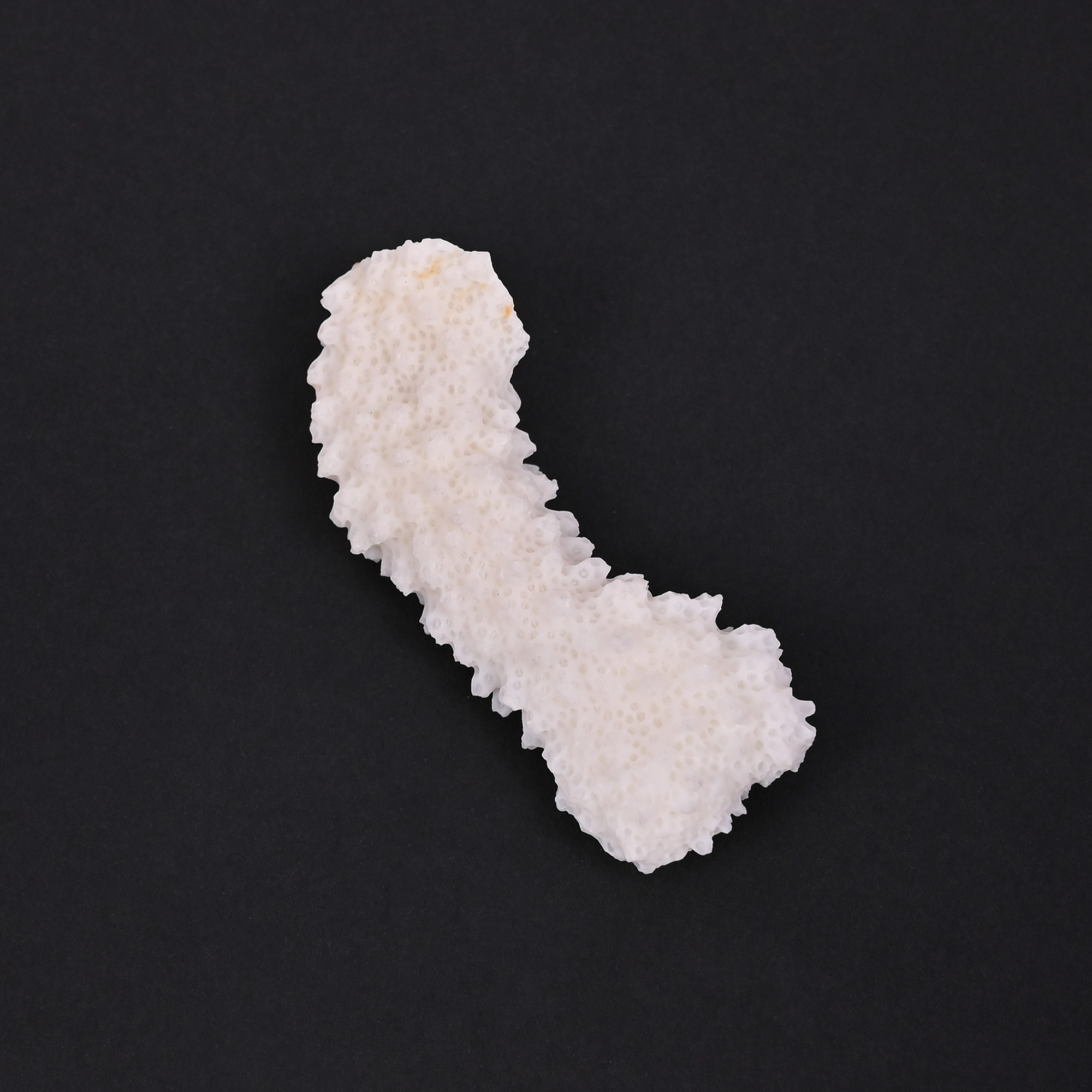 Natural White Coral Loose Gemstone 792 Carat Irregular 60x23 mm Raw Stone for Jewelry Making 1 Pcs