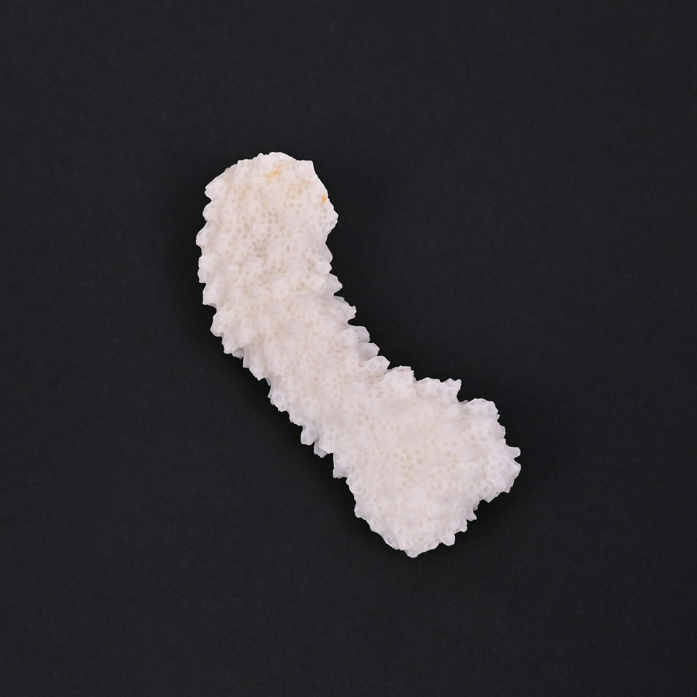 Image of Natural White Coral Loose Gemstone 79.2 Carat Irregular 60x23 mm Raw Stone for Jewelry Making | 1 Pcs