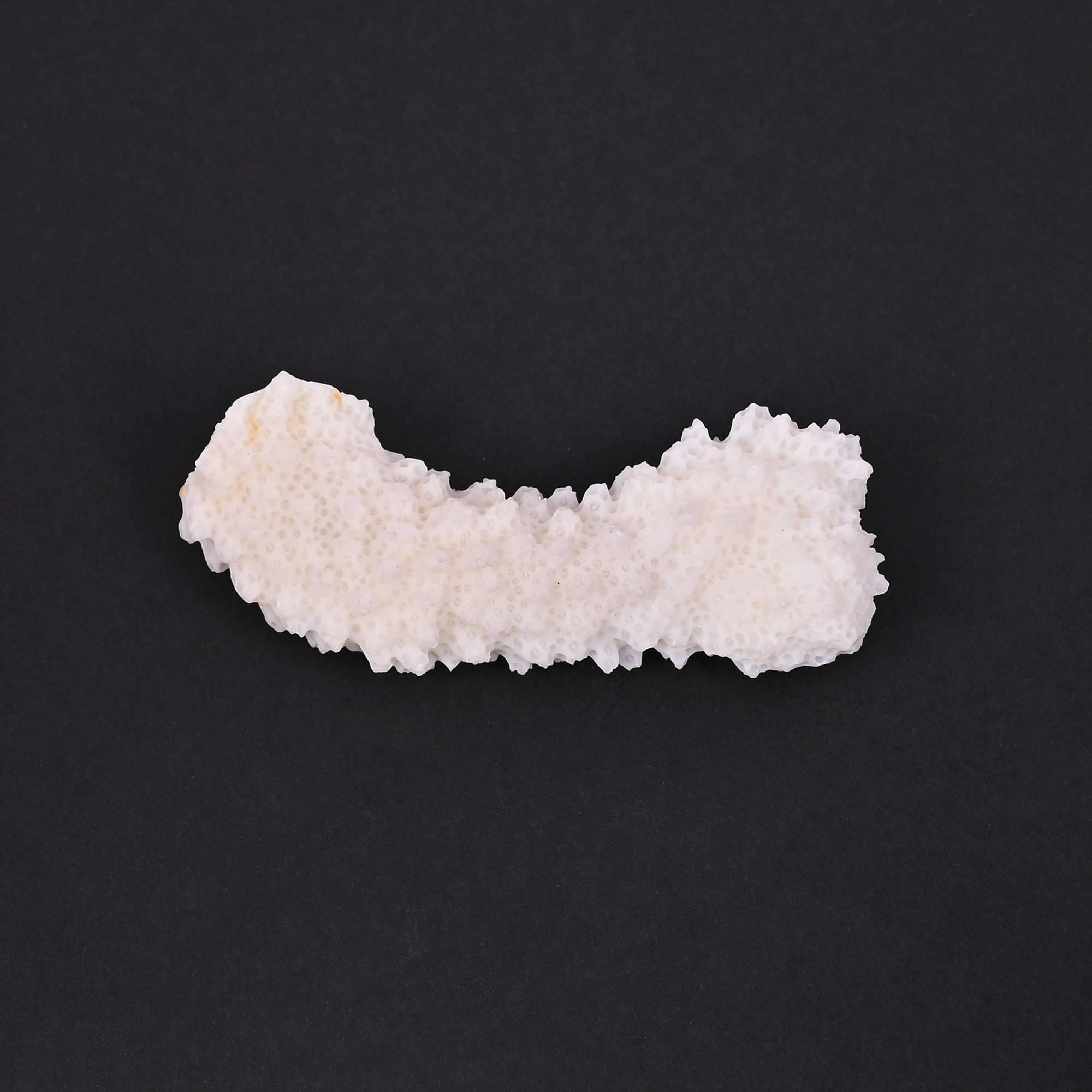 Natural White Coral Loose Gemstone 792 Carat Irregular 60x23 mm Raw Stone for Jewelry Making 1 Pcs