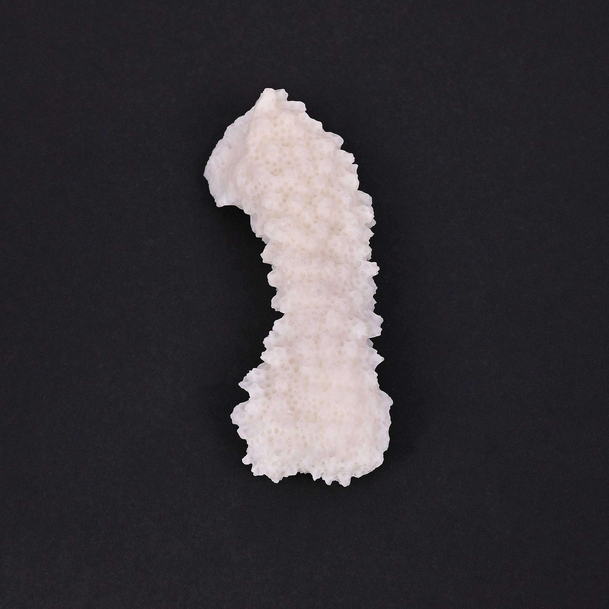 Natural White Coral Loose Gemstone 792 Carat Irregular 60x23 mm Raw Stone for Jewelry Making 1 Pcs