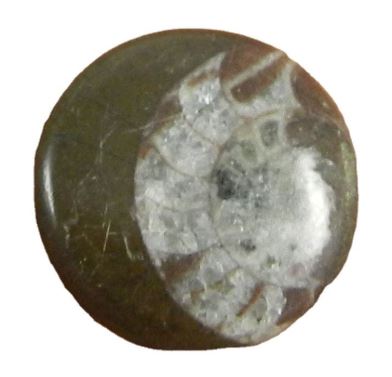 22mm Natural Brown ammonite 445 gms Round Beautiful Cabochon Loose Handmade Gemstone for Making Jewelry