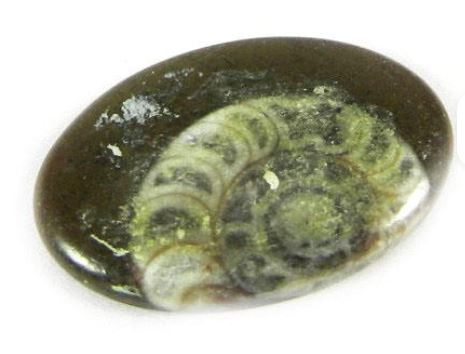 Natural Brown Ammonite 25x18mm Oval Cabochon Fine Quality Mineral Gemstone for Jewelry Making Red Green Orange Diamond Material