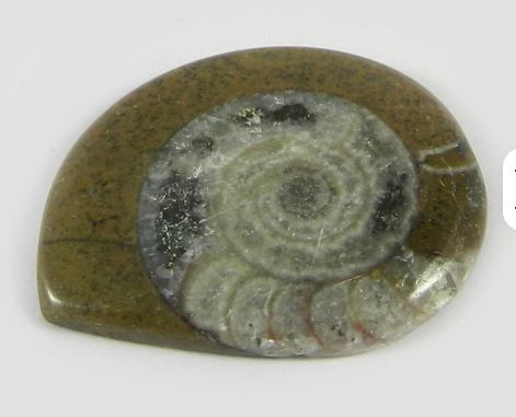 29x35mm Natural Brown ammonite 770 gms Fancy Beautiful Cabochon Handmade Gemstone