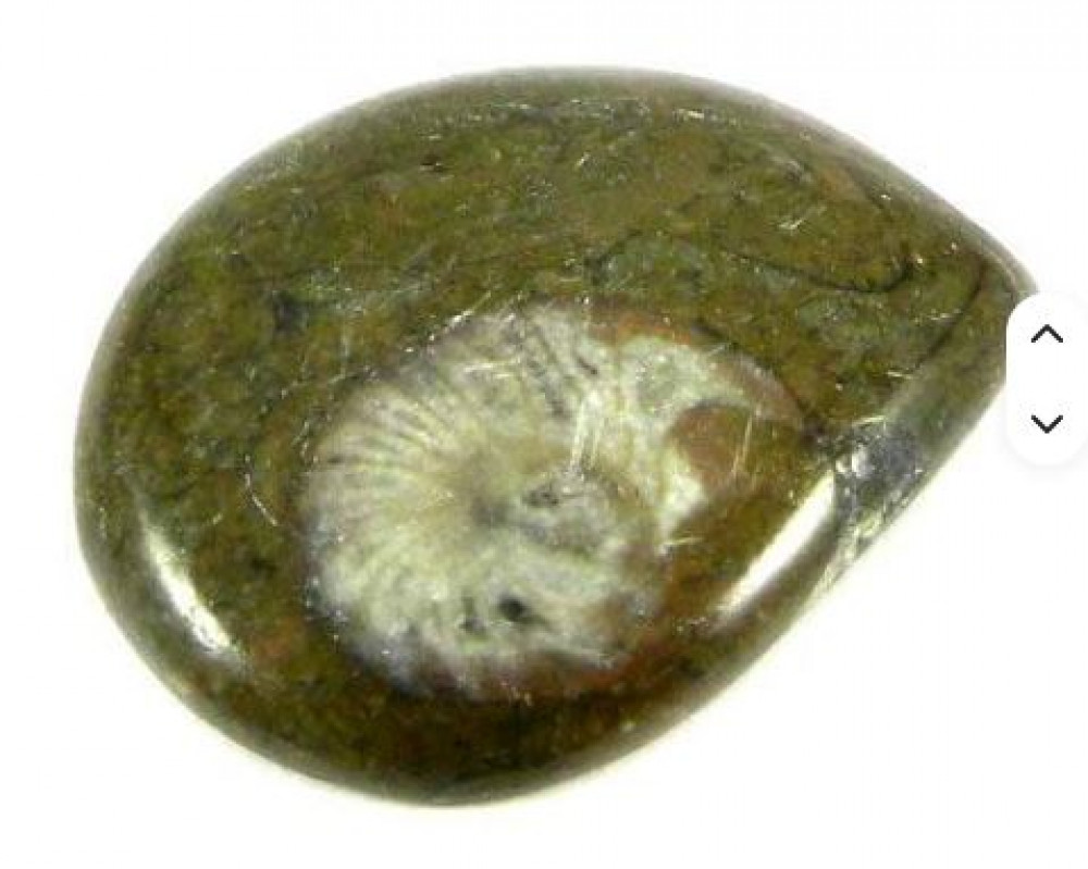 Image of 21x27mm Natural Brown ammonite 4.01 gms Fancy Beautiful Cabochon loose gemstone IG0263
