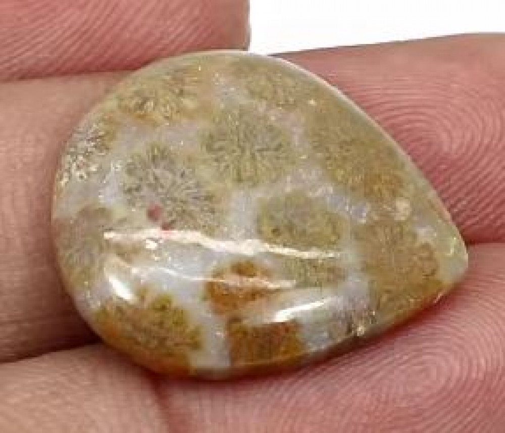 Image of Natural Fossil Coral 22x20mm Heart Cabochon 3 Gms Loose Gemstone For Jewelry Making