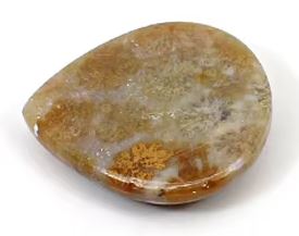 Natural Fossil Coral 22x20mm Heart Cabochon 3 Gms Loose Gemstone For Jewelry Making