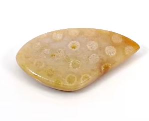 Natural Fossil Coral 31x18mm Fancy Cabochon 373 Gms Loose Gemstone For Jewelry Making