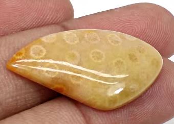Natural Fossil Coral 31x18mm Fancy Cabochon 373 Gms Loose Gemstone For Jewelry Making