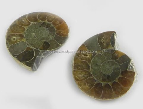 Natural Ammonite 27x23mm 1 Pair Freeform 1480 Gms Loose Gemstone For Jewelry Making