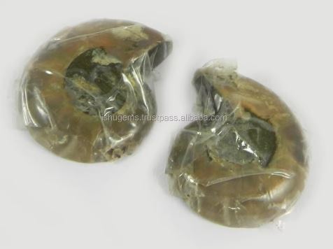Natural Ammonite 27x23mm 1 Pair Freeform 1480 Gms Loose Gemstone For Jewelry Making