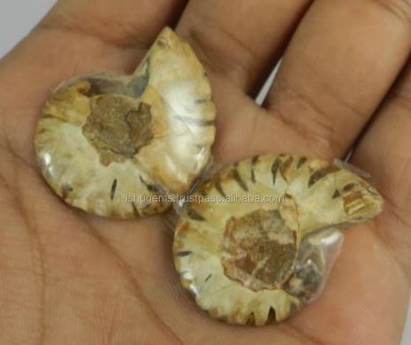 1 Pair Natural Ammonite 985 Gms 34x28mm Loose Gemstone For Jewelry Making