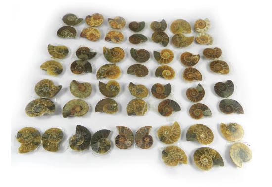 Natural Ammonite 27 Pair 100 Gms Freeform Wholesale Lot for Jewelry Making Ishu Gems Model IG0711