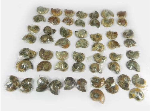 Natural Ammonite 27 Pair 100 Gms Freeform Wholesale Lot for Jewelry Making Ishu Gems Model IG0711