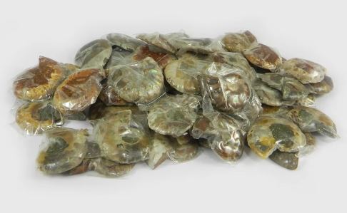 Natural Ammonite 27 Pair 100 Gms Freeform Wholesale Lot for Jewelry Making Ishu Gems Model IG0711