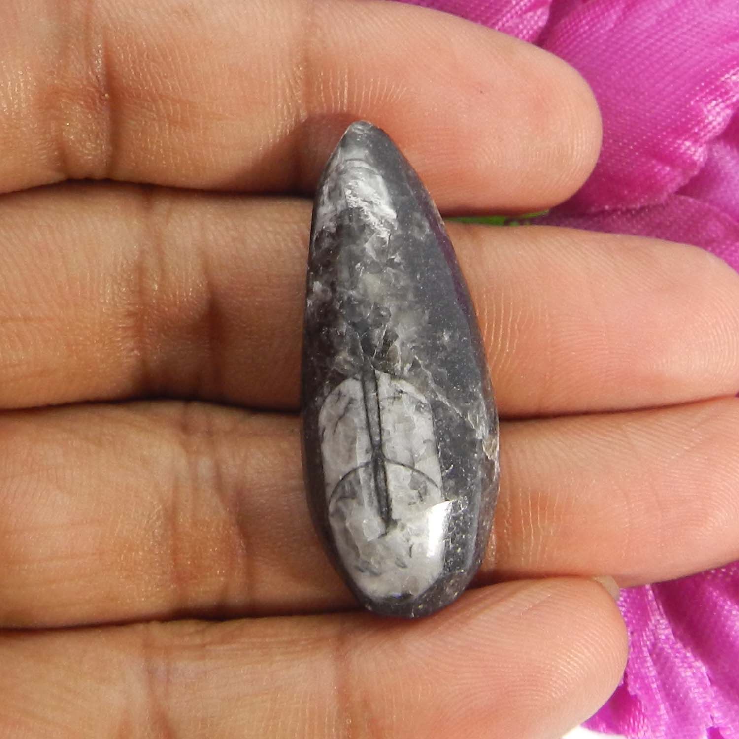 Orthoceras Fossil 38x15mm Fancy Cabochon 29.80 Cts