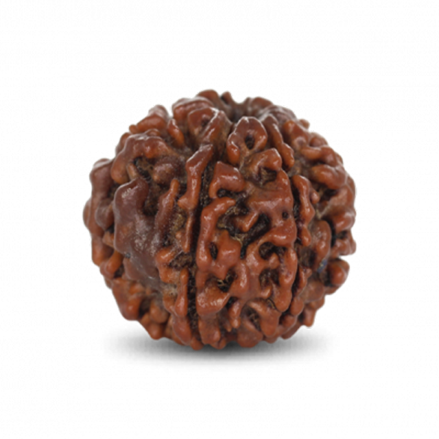 Rudraksha