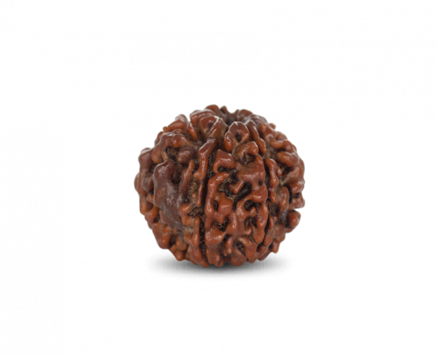 Rudraksha