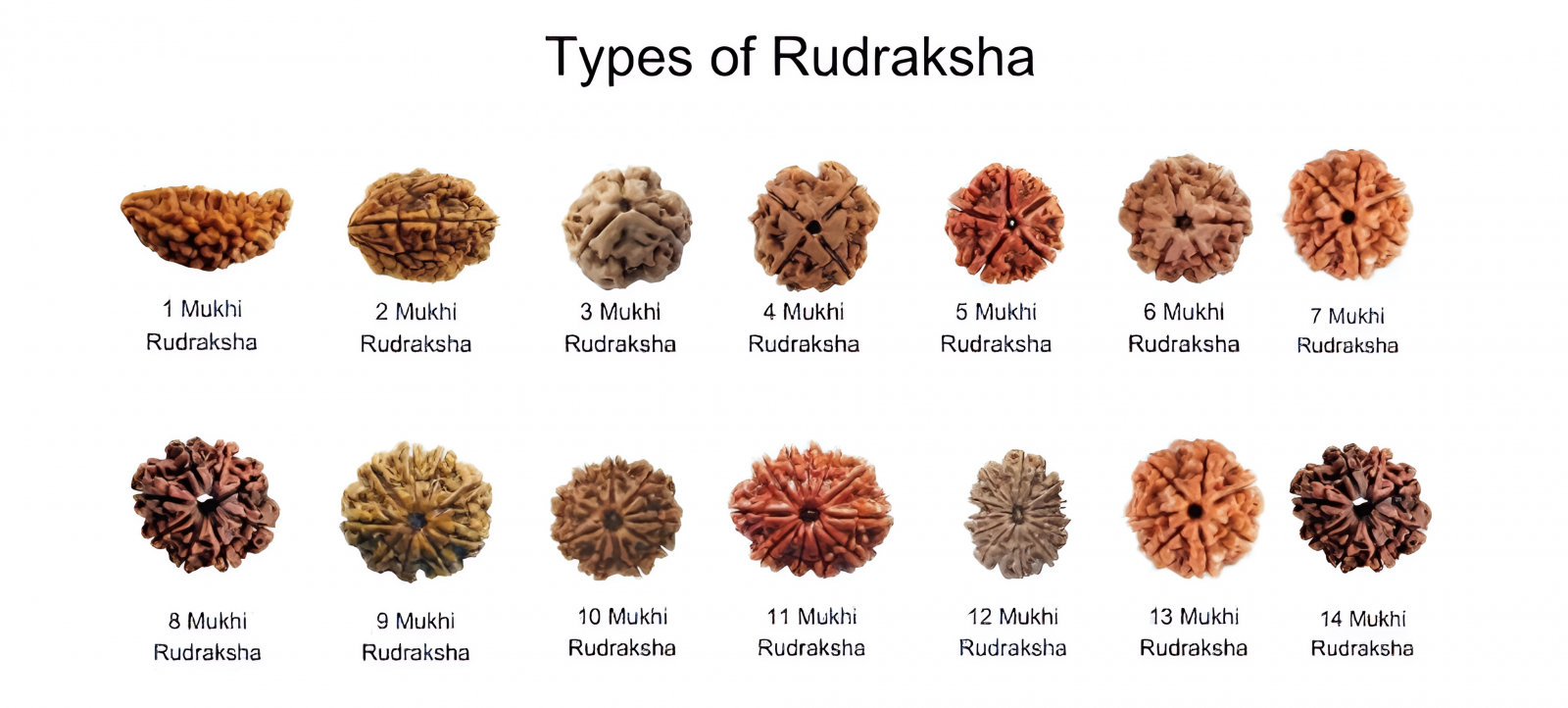 Types of Rudraksha