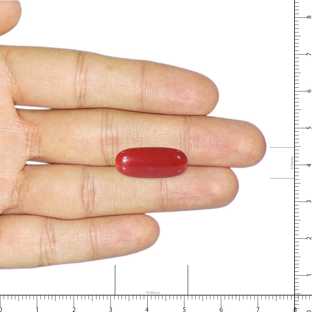 Red Coral - 10.89 Carat