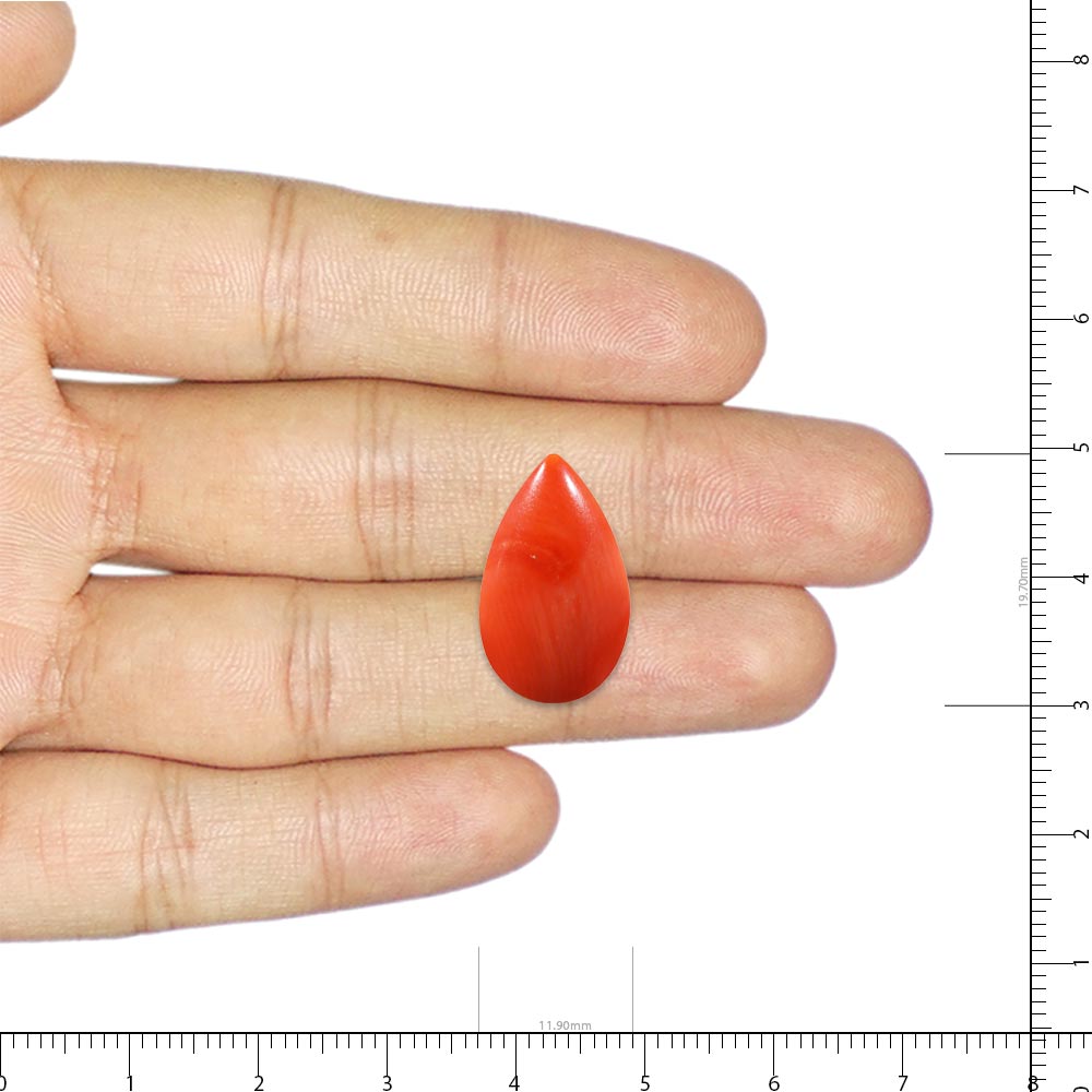 Red Coral - 7.15 Carat